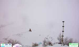 Gipeto al Belvedere