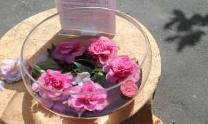 IMG 5937
