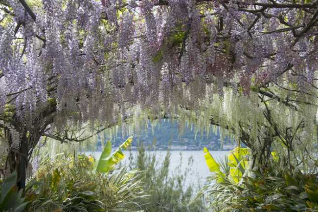 IsolaMadre Scalone dei glicini