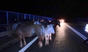 Schermata 2019 10 18 alle 15.45.46