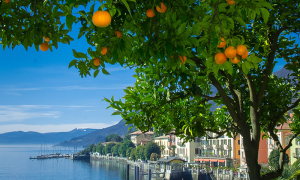 agrumi cannero agrumi panorama 1