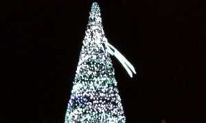 arona albero 2017