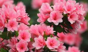 azalea