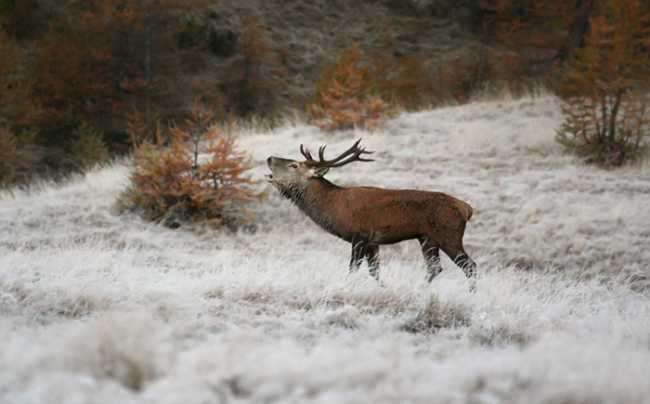 bramito cervo parco