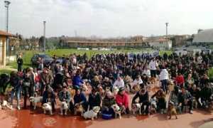 bulldog day