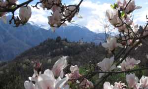 calvario primavera pessina