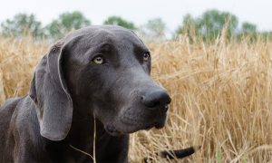 cane da caccia
