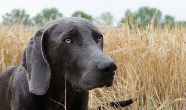 cane da caccia