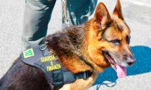 cane finanza