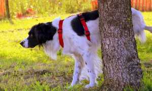 cane pipi albero