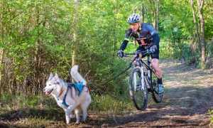cani cross vigezzo
