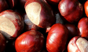 castagne
