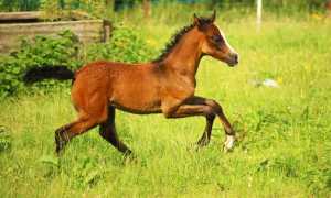 cavallo prato