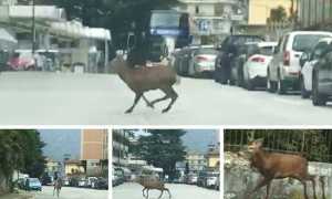 cervo domo mix ott 18