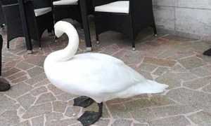 cigno bar