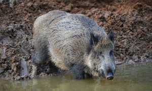 cinghiale