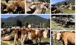 fiera vacche mucche vigezzo bovina
