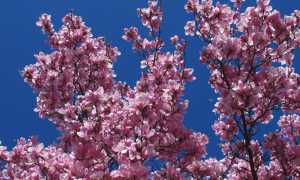 fiori pessina