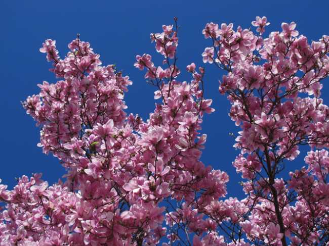 fiori pessina