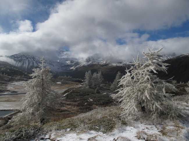 freddo alberi gelo inverno