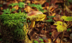 funghi