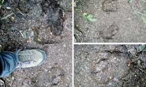 impronte orso