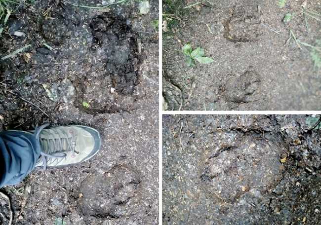 impronte orso