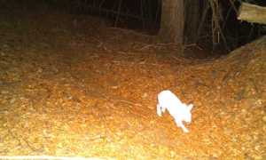 lepre bianca images articles vco ossola 2022 aprile thumb medium650 0