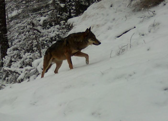 lupo 2