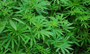 marjuana