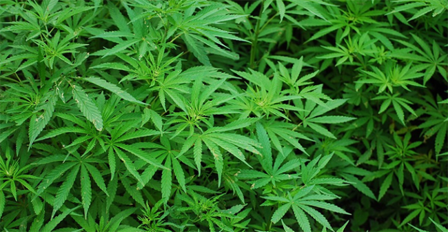 marjuana