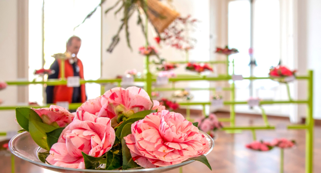 Kamelienfest in Verbania: Blüten, Kunst und Erlebnisse am Lago Maggiore