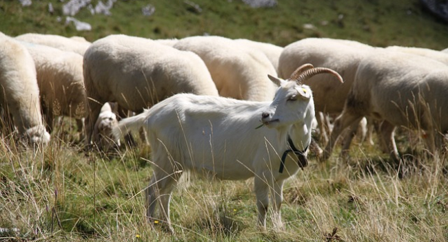 Traditionelles Zicklein-Fest in Santa Maria Maggiore kehrt zurück