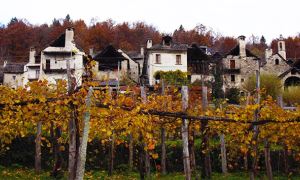 montecrestese vigne
