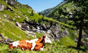mucca alpe veglia