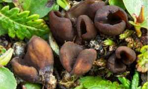 oocidea nuovo fungo devero carboni