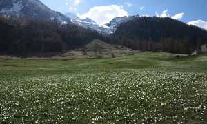 parto fiori pessina