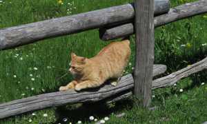 primavera natura pessina IMG 1044