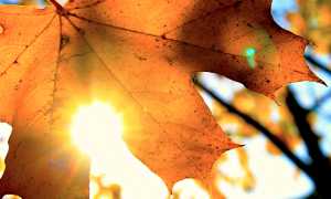 sole foglia autunno