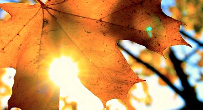 sole foglia autunno