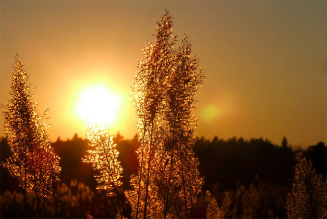 sole