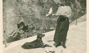 tom libro wallis gondo piccioni cane