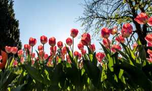 tulipani