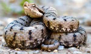 vipera a