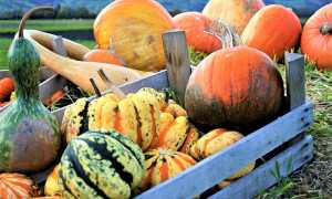 zucca