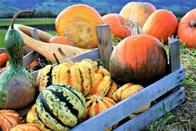 zucca