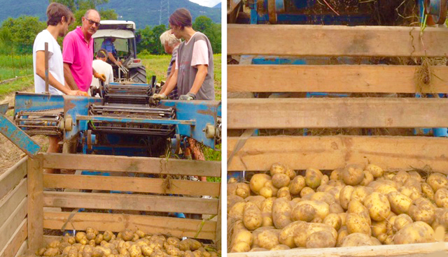 patate
