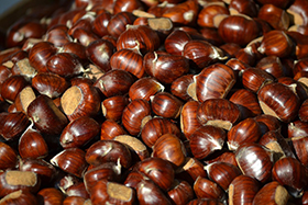 castagne sagra b