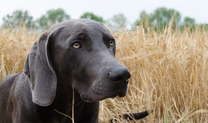 Jagdhund mit Elektrohalsband beschlagnahmt, Halter angezeigt