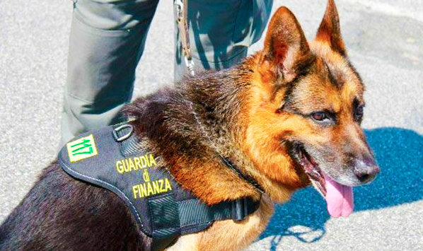 cane finanza